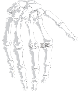 手,人類,骨骼