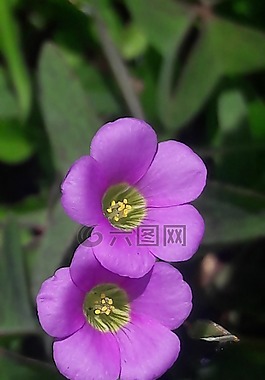 花,野生,煮