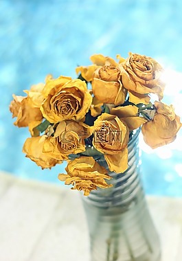 鮮花,玫瑰,花的
