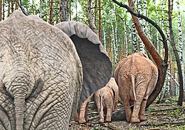 大象,厚皮動物,野生動物園