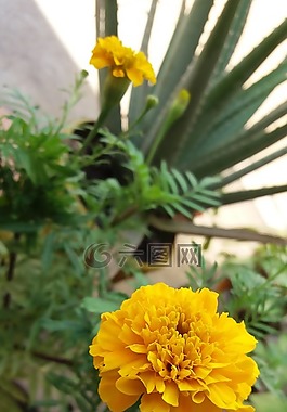 植物,黃色,性質(zhì)