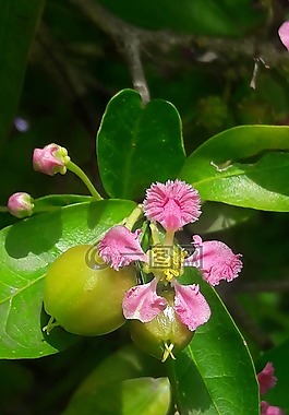 櫻桃,malphigia,茯苓