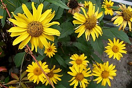 黃色,鮮花,性質(zhì)