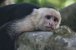 動物區(qū)系,猴子,哺乳動物