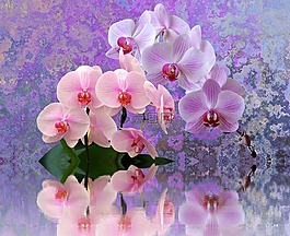 兰花,鲜花,orchideenblüte