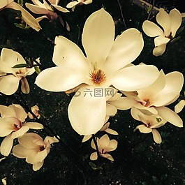 鮮花,白玉蘭,蓬勃發(fā)展