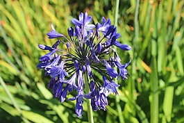 紫色花,夏天,溫哥華