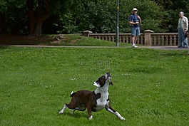 動物,狗,行動