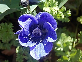 花,藍色,開花
