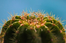 仙人掌,植物,特寫