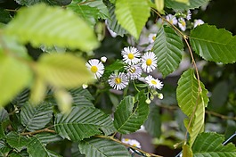 性質(zhì),對沖,夏季