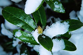 杜鵑,葉子,芽