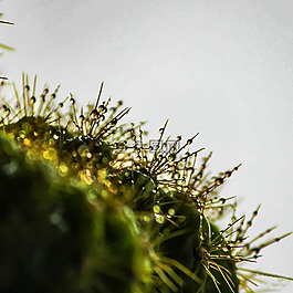 仙人掌,植物,水