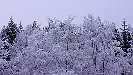 雪,冬天,景觀