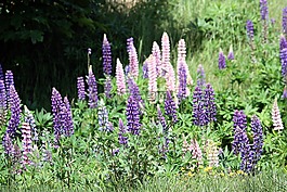鲜花,羽扇,瑞典