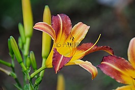 百合花,鮮花,園藝