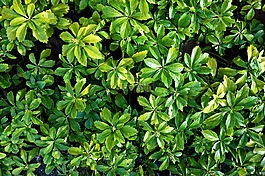 植物,葉子,綠色