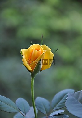 黄玫瑰,夏季,罗斯巴德