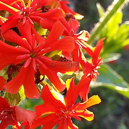 夏季,鮮花,特寫