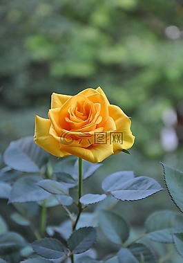 黃玫瑰,夏季,花卉
