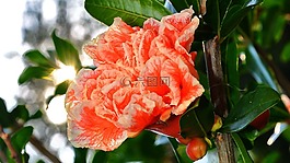 壳苹果,布卢姆,夏季