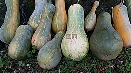 南瓜,蔬菜