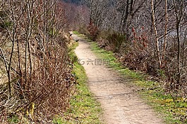 離,森林路徑,森林