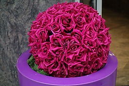 花,玫瑰,性質(zhì)