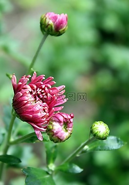 阿斯特,鮮花,開花