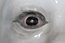陶瓷,眼,眼球