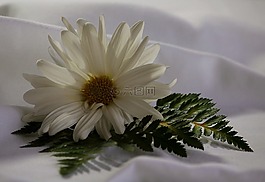 白色雛菊,蕨類(lèi)植物,花的