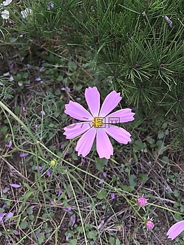 宇宙,粉红色,秋季
