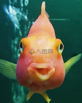 小魚,金魚,浮動(dòng)