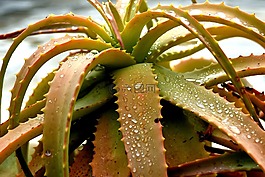 自然,植物,蘆薈