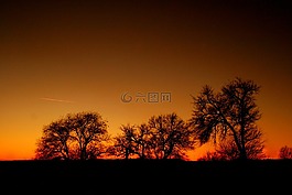 日落,紅色,樹