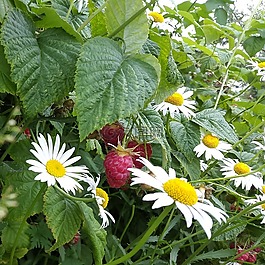 覆盆子,洋甘菊,夏季