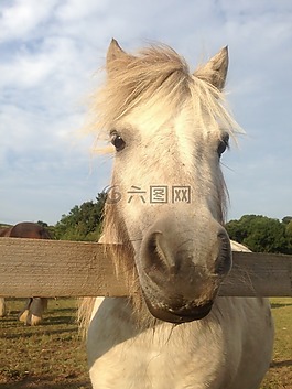 馬,小馬,頭