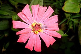 美麗的花,植物,性質(zhì)