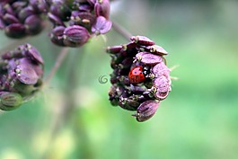 瓢蟲,開花,性質(zhì)