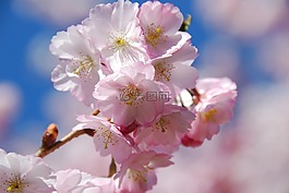 樱花,春天,开花树木