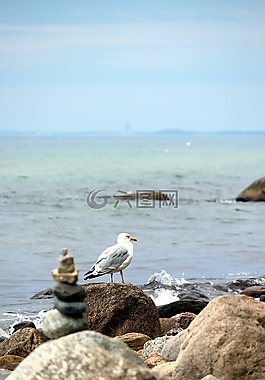 海鸥,波罗的海,海鸥在海滩上