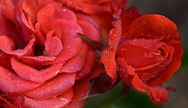 玫瑰,粉紅色,紅色