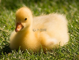 小鵝,小雞,鵝
