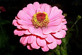 花卉,粉色,性質(zhì)
