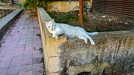 貓,迷路,野性