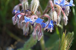 鮮花,藍色,開花