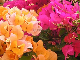 鮮花,粉色,橙色