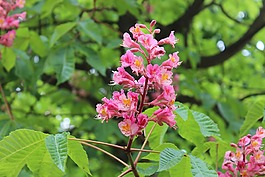 性質,開花,五月