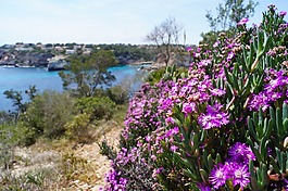 紫,開(kāi)花,鮮花