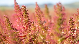 草,鮮花,植物